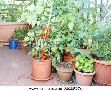 Tomato and basil plant in the pot on the terrace of a house in the city