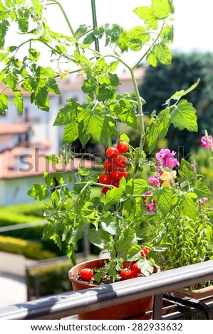 pot with tomato plant in the terrace of house