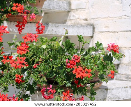 Pots of Red Geraniums in the staircase of the Mediterranean House