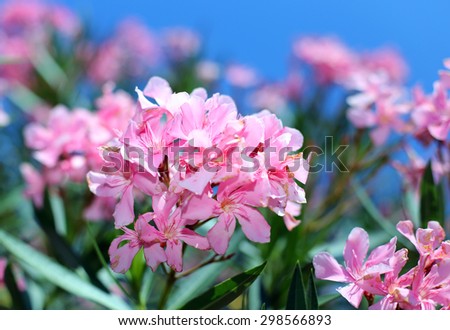 Oleander plant with beautiful colored flowers in the Mediterranean country