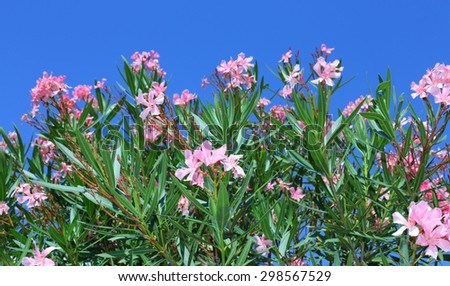 Oleander plant with beautiful colored flowers in the Mediterranean country