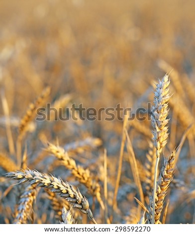 mature big ears of wheat in the field in summer