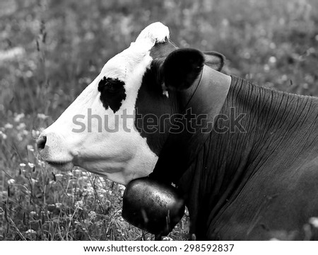 red and white cow grazing in the meadow in the mountains