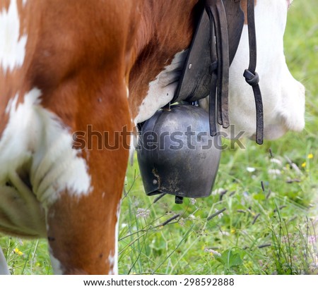 large cow Bell cow in cattle breeding