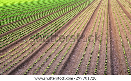 immense field of salad just sprouts grown