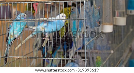 many colourful budgies in cages for sale in the pet store