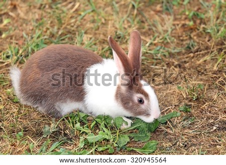 big rabbit with long ears and ruffled fur