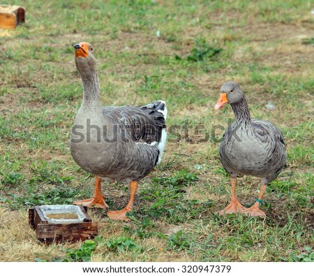 two fat greylag goose  in the animal farm