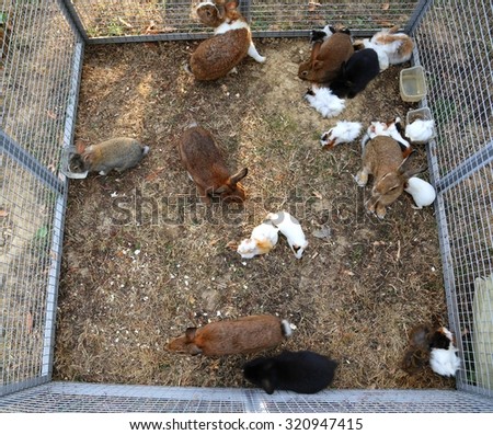 metal cage with many rabbits inside the fence on a farm
