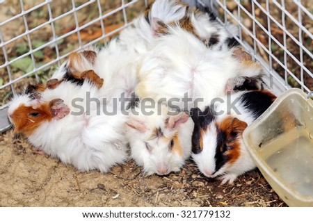 animal farm with a metal cage with many young rabbits inside
