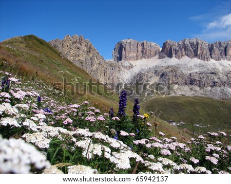 colorful flowery meadow in the mountains and the Italian Dolomites in background