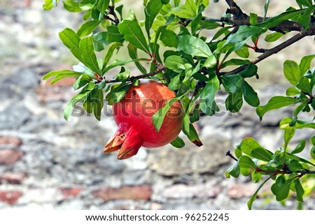 Pomegranate red with green leaves in autumn on the plant