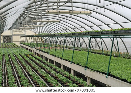 interior of a greenhouse for growing flowers and plants