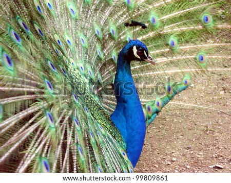 a proud peacock displays his colorful wheel of colored feathers