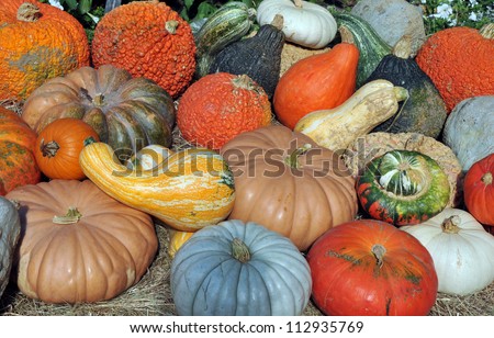 Giant colorful gourds and huge blue hubbard squash at a local farm stand
