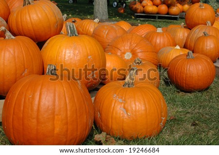 A plethora of pumpkins at a roadside farm stand