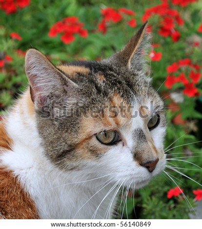 Calico cat sitting in a summer garden