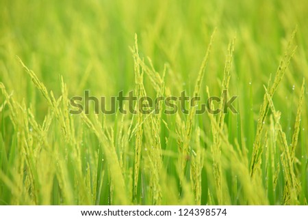 Rice Farm, Jusmine Rice