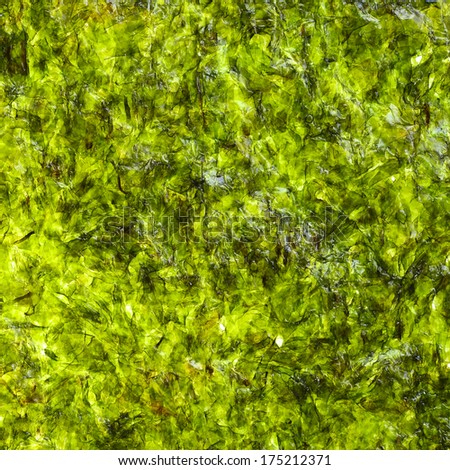 seaweed background