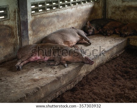pig sleeping in the farm