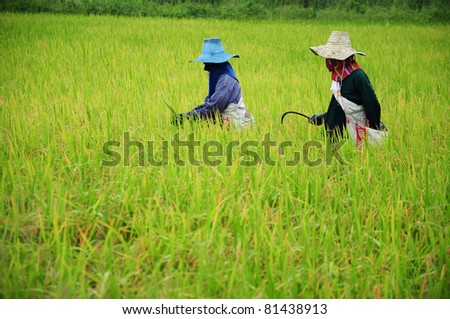 Wheat farmers