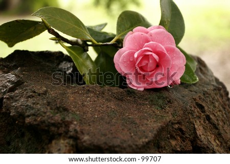 Pink flower laying on a rock