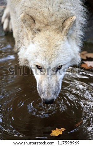 White wolf drinking water, close up shot