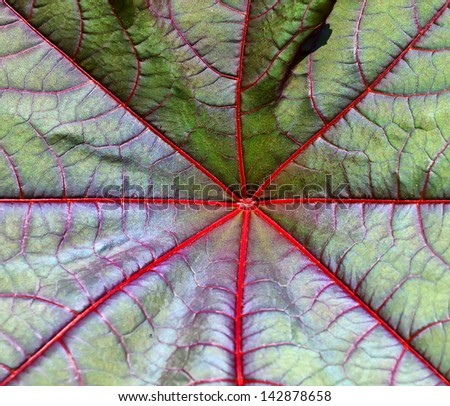 Leaf structure with red rays coming out from the center