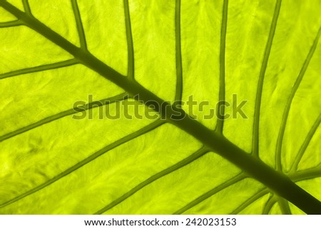 A close up of a tropical leaf with the sun shining through it. The structure of the leaf can be seen clearly