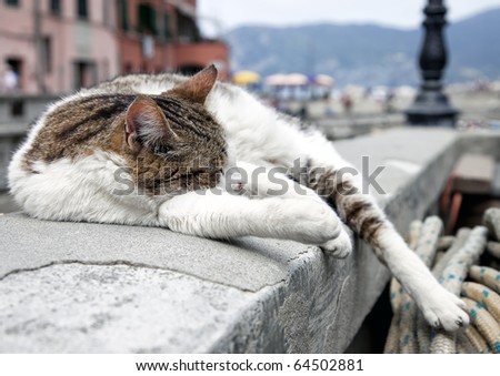Cat sleeping over a wall in Vernazza