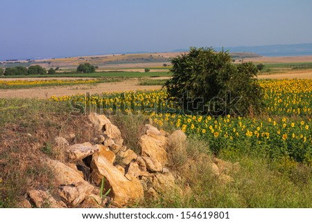 Beautiful summer landscape with rocks and flowers, Turkey