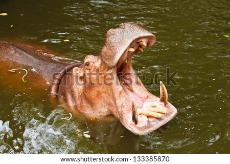 hippopotamus open mouth