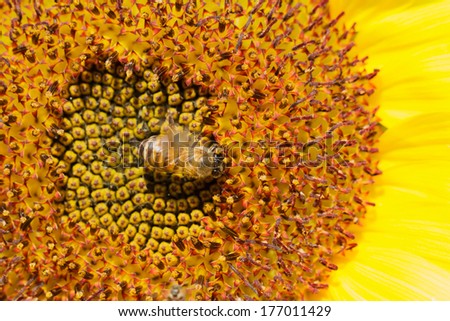 Sunflowers in Lopburi, Thailand