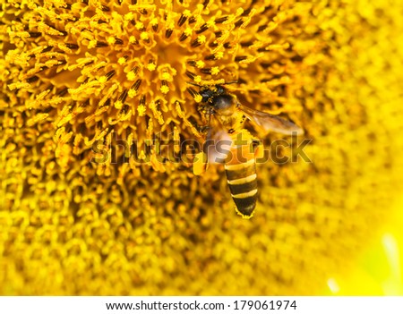Bee on Sunflower in Lopburi, Thailand
