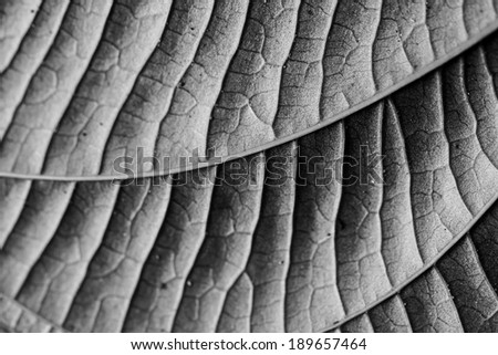 Black and White Leaf