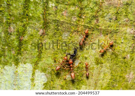 red ants teamwork