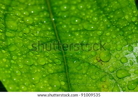 fresh water droplets on leaf close up as in after rain