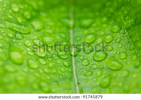 fresh water droplets on leaf close up as in after rain