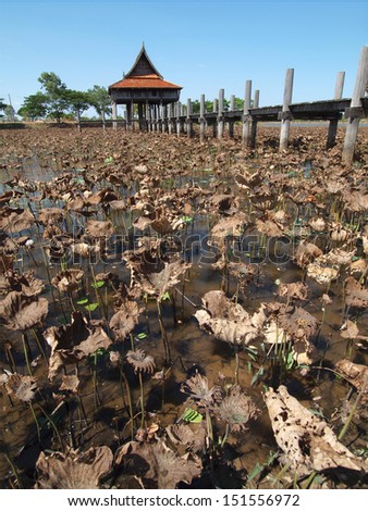 Thai house with wooden bridge in lotus pool