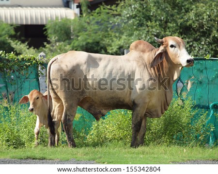 A white Indian cow standing