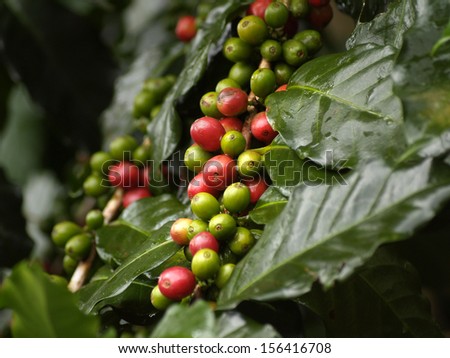 Ripe coffee fruit source of coffee bean