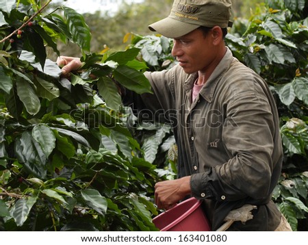 Paksong, Laos - Sep 30, 2007 : Unidentified Man As A Farm Worker Harvesting Coffee Berries On Sep30, 2007 In Paksong Laos. Paksong Is One Of Major Source Of Arabica Coffee Bean In Laos .