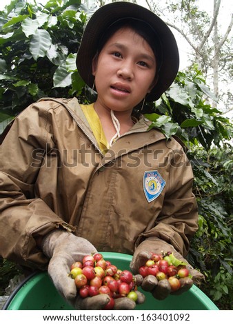PAKSONG, LAOS -  SEP 30, 2007 : Unidentified teenager as a farm worker harvesting coffee berries on Sep30, 2007 in Paksong Laos. Paksong is one of major source of Arabica coffee bean in Laos .