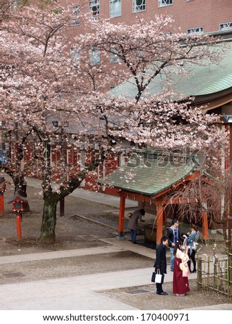 TOKYO, JAPAN - MAR 27, 2010 : Unidentified people standing under Sakura trees in shrine on Mar 27, 2010 in Tokyo, Japan