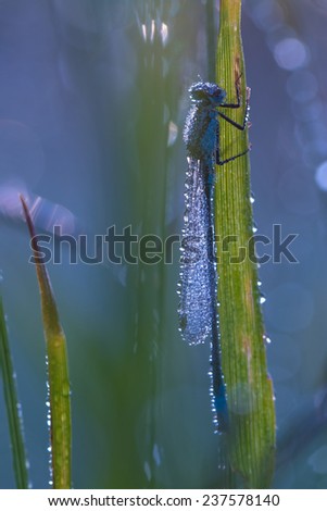 One damselfly covered in dew waiting in the sun to warm up.