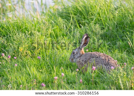 Brown Hare sitting in meadow lit by soft sunlight