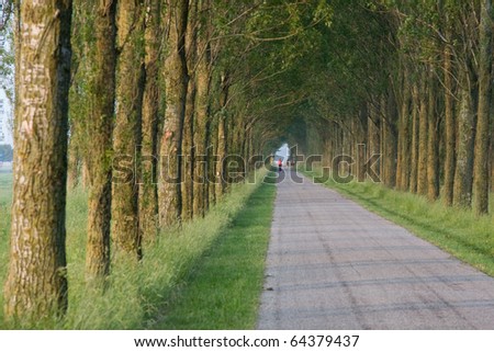 Tree lane