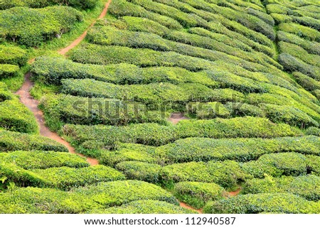 Tea Plantation at the Cameron Highlands, Malaysia, Asia