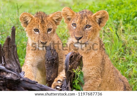 Two young Lion Cubs playing scratching stump in the rain at Ngorongoro Crater, Arusha Region, Tanzania, East Africa