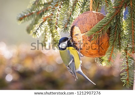 Cute Great Tit bird eating bird feeder, coconut Shell suet treats made of fat, sunflower seeds during the Winter in Europe (Parus major)